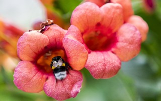 bombus başlık