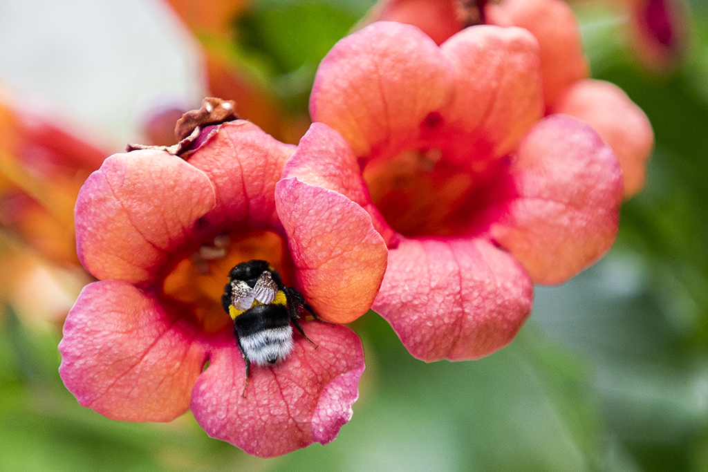 bombus başlık